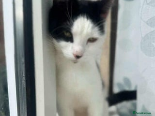 American Shorthair cats - Advert 8