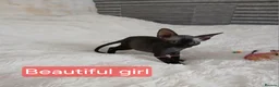 Sphynx cats for sale: Beautiful  Sphynx kitten for sale  - Advert 12