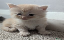 Maine Coon cats for sale: Maine Coon Kittens - Image 4