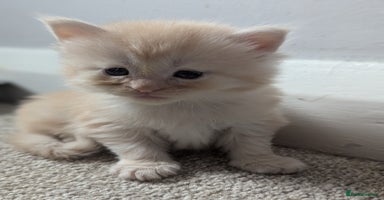 Maine Coon cats - Advert 14