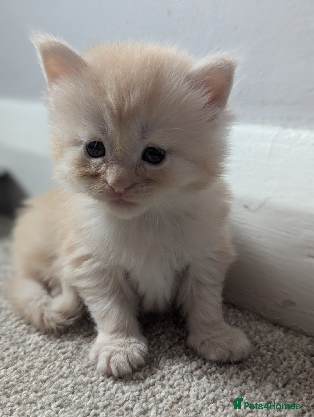 Maine Coon cats for sale: Maine Coon Kittens - Image 4