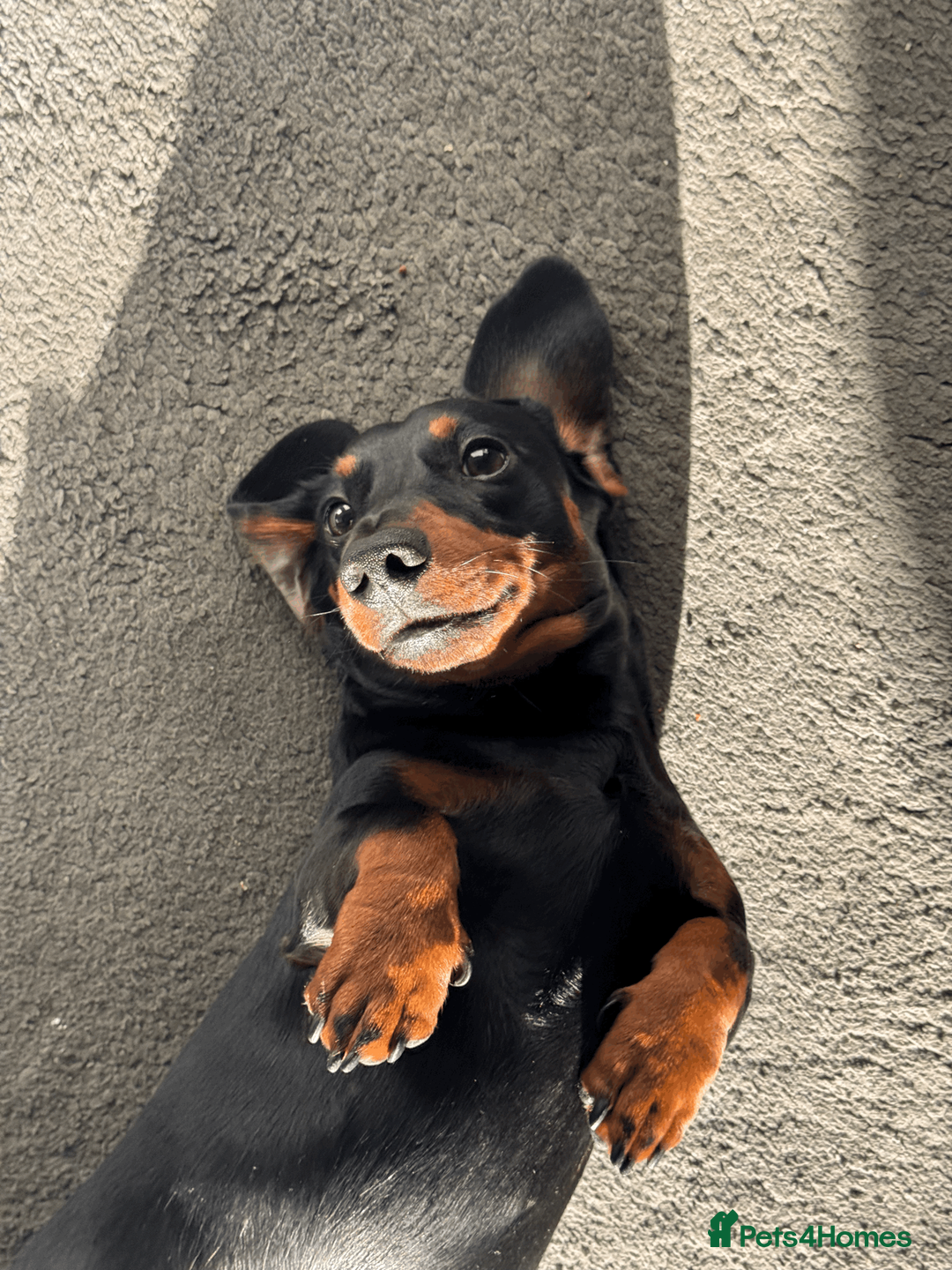 Miniature Dachshund dogs for stud: KC Reg Black and Tan Miniature Dachshund Stud - Advert 1