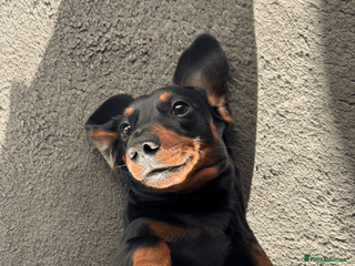 Miniature Dachshund dogs KC Reg Black and Tan Miniature Dachshund Stud - Advert 2