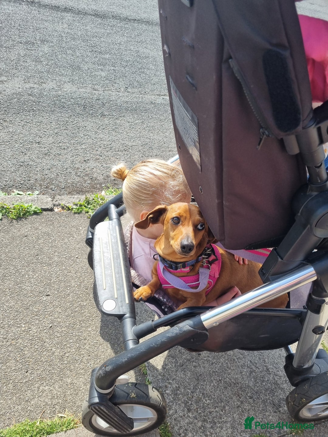 Dachshund dogs for sale: Miniture Silver Dapple Dachshunds - Advert 18