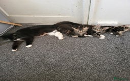 Mixed Breed cats for sale: Kittens for sale  - Image 1
