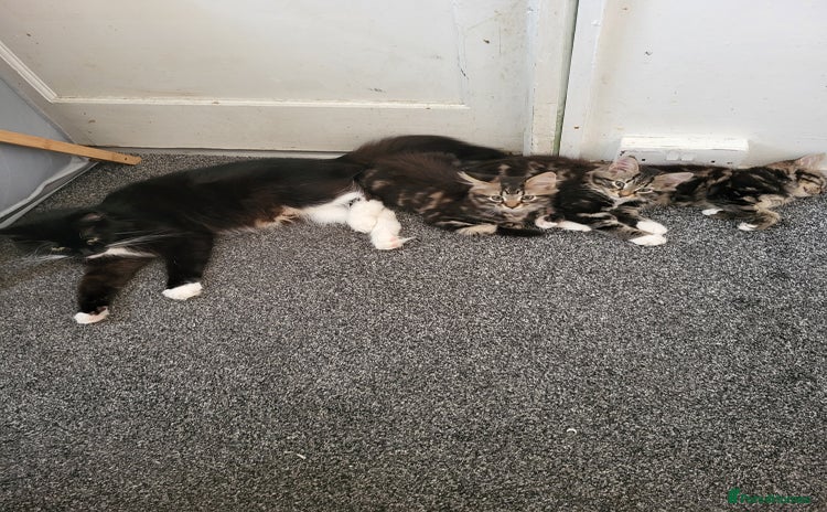Mixed Breed cats - Advert 2