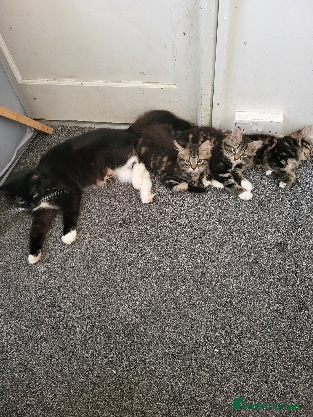 Mixed Breed cats for sale: Kittens for sale  - Image 1
