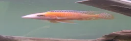 Other/Mixed Breed fish for sale: Various Fish For Sale. List&price in description. - Advert 2
