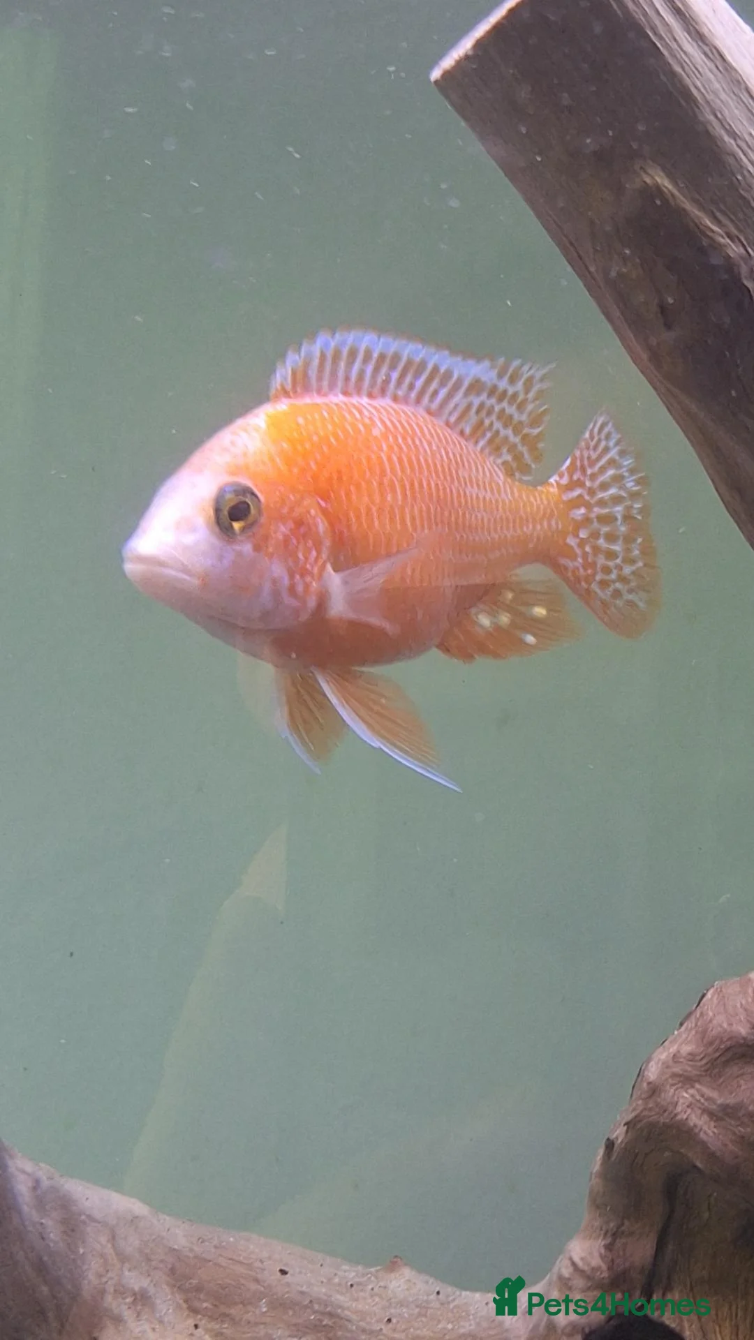Other/Mixed Breed fish for sale: Various Fish For Sale. List&price in description. - Advert 2