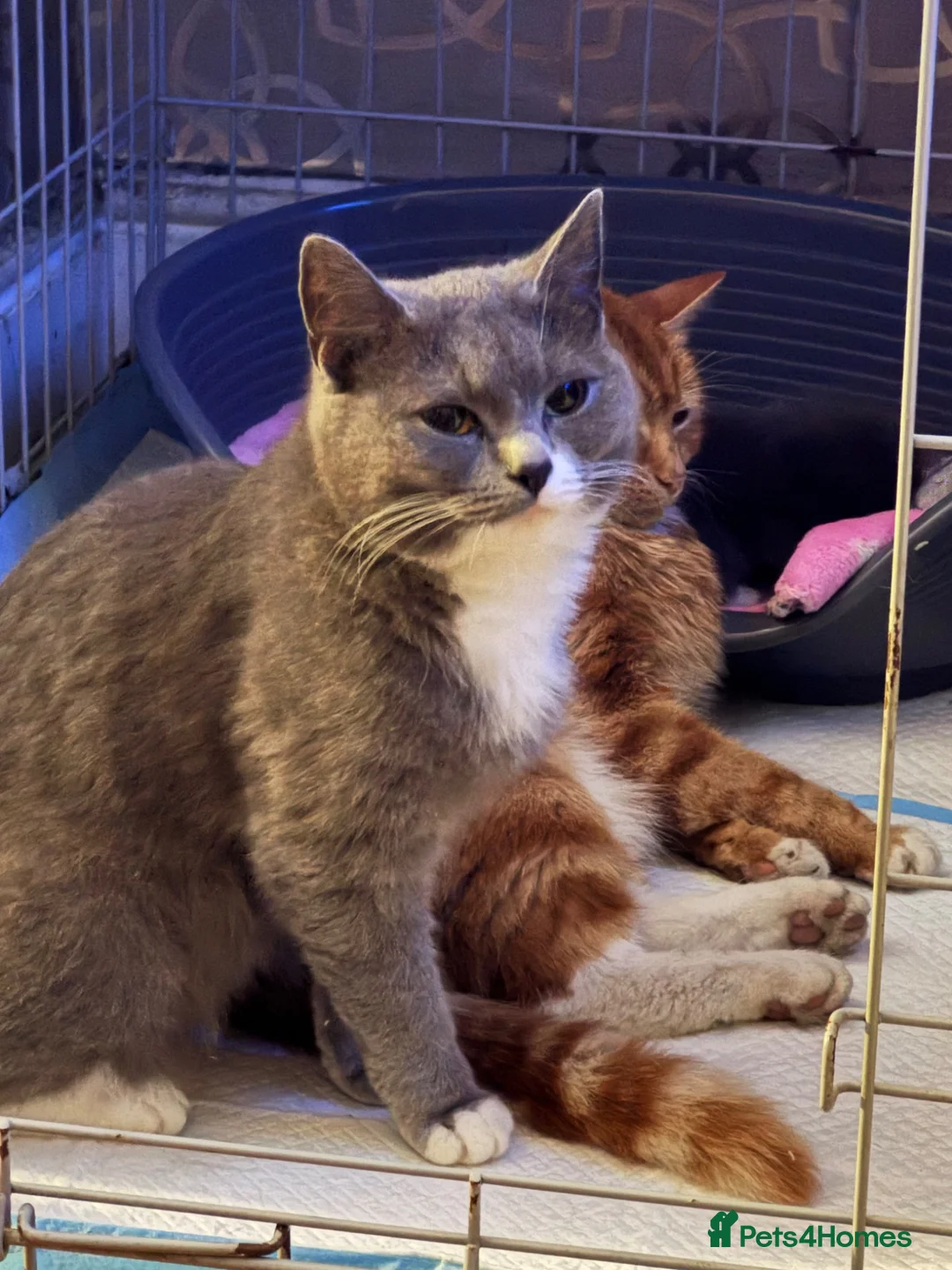 British Shorthair cats for sale: Beautiful British shorthair cross kittens in Llanelli - Advert 2