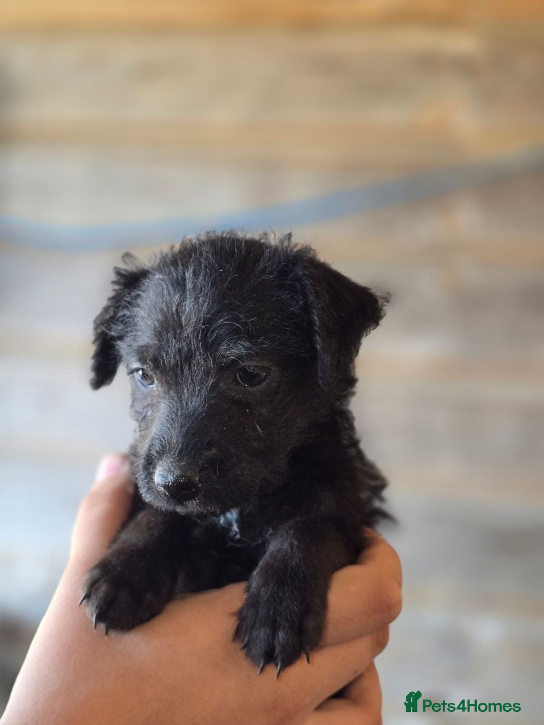 Patterdale Terrier dogs Patterdale fell terrier puppies  - Advert 2