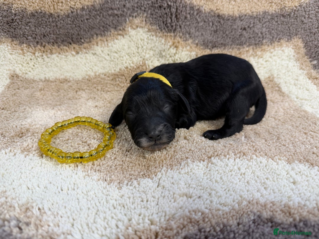 Cockapoo dogs for sale: F1 mini cockapoos health tested parents  - Advert 20