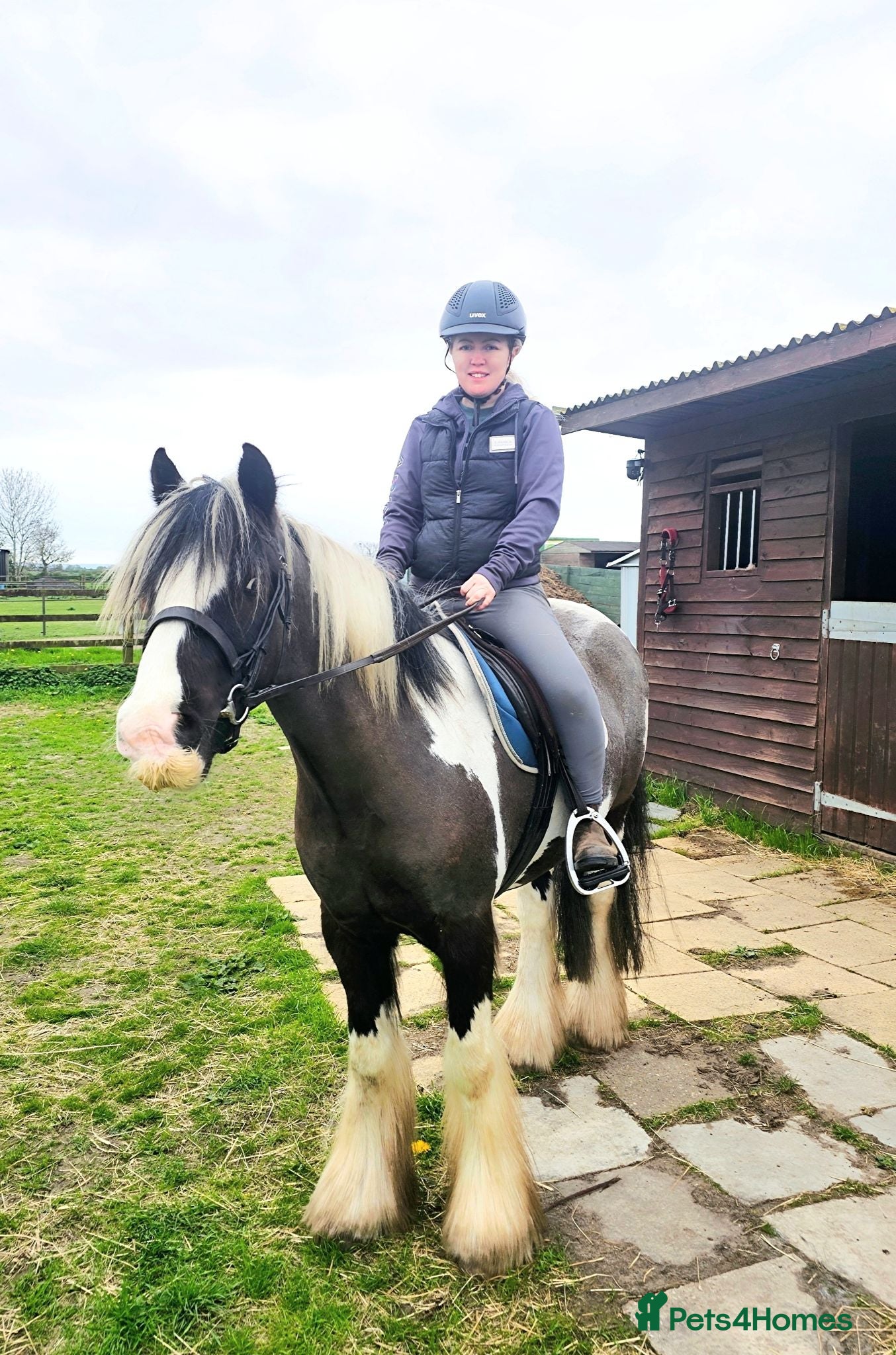 Irish Cob horses 5 year old kind natured cob gelding 13.3/14hh - Advert 7