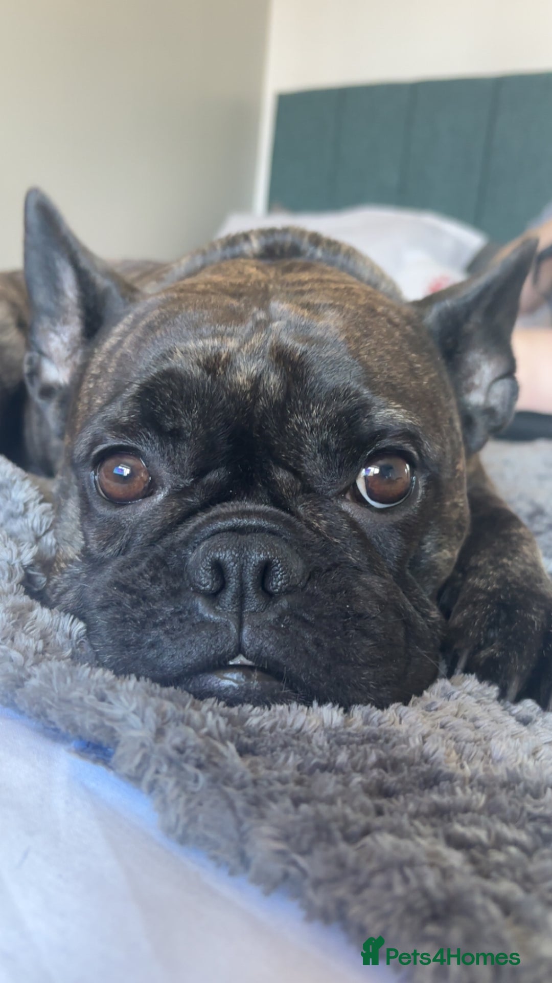Frug dogs for sale: Two Beautiful F1 Frugs  - Image 4
