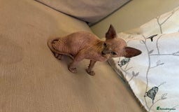 Sphynx cats for sale: Sphynx/ Bambino/ Elf Kittens - Image 3