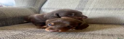 Miniature Dachshund dogs for sale: KC reg  breed standard Miniature Dachshund puppies - Advert 11