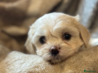 Mixed Breed dogs Three Gorgeous Puppies Remaining! - Advert 17