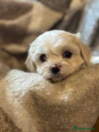 Mixed Breed dogs Three Gorgeous Puppies Remaining! - Advert 2