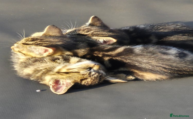 Mixed Breed cats - Advert 4