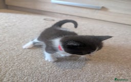 Maine Coon cats for sale: Kittens for sale - Image 21