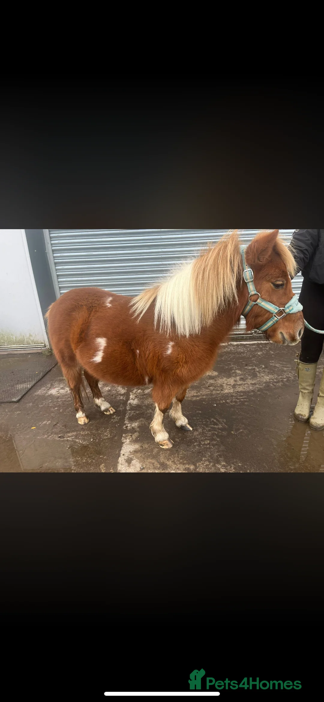 Dartmoor horses for sale: Miniature shetland - Advert 3