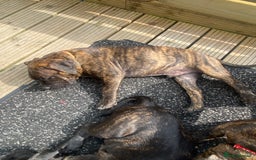 Mixed Breed dogs for sale: Old tyme bulldog in Shotts - Image 26