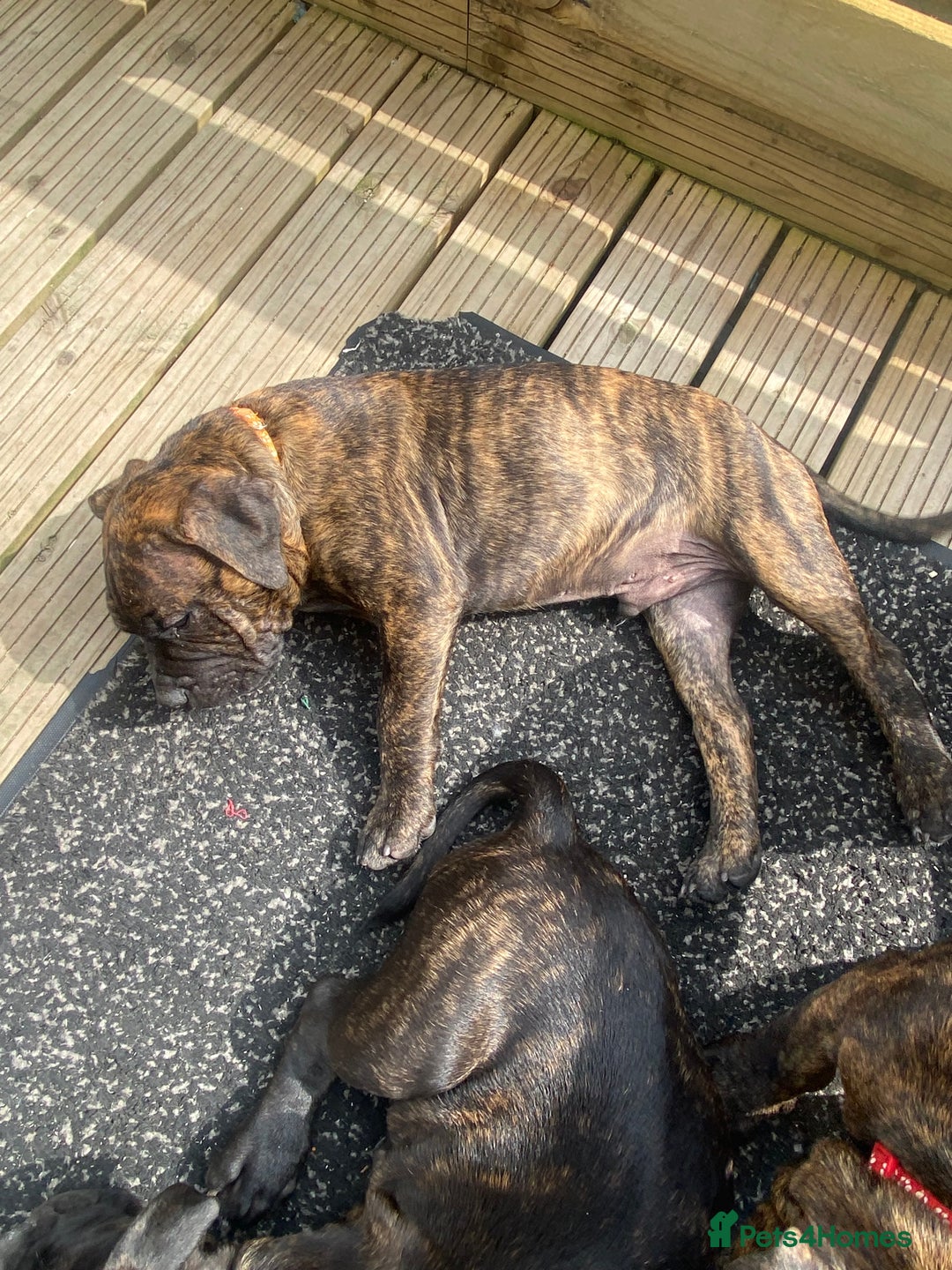 Mixed Breed dogs for sale: Old tyme bulldog in Shotts - Image 26