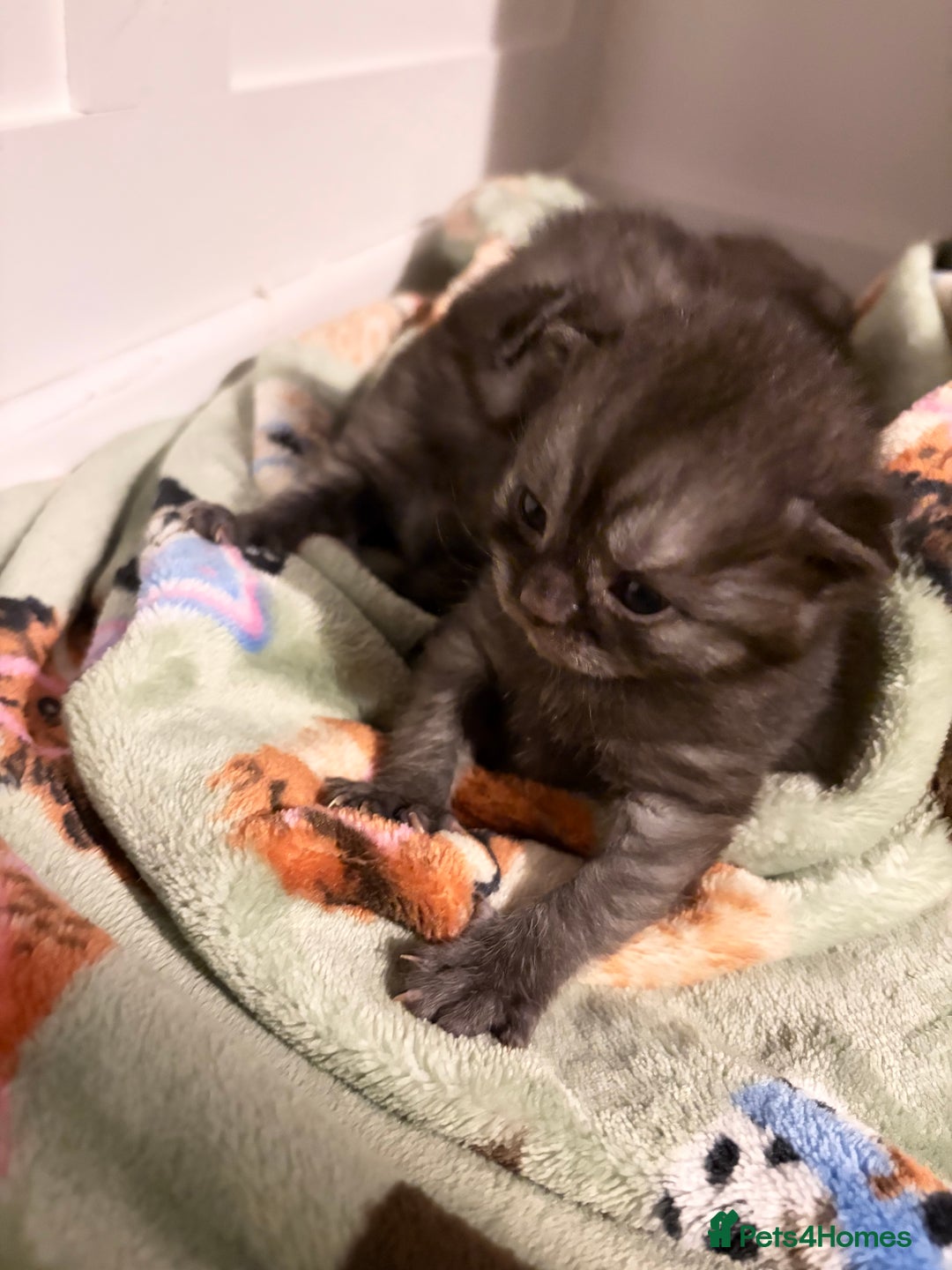 British Shorthair cats for sale: Beautiful British Shorthair Kittens  - Advert 25