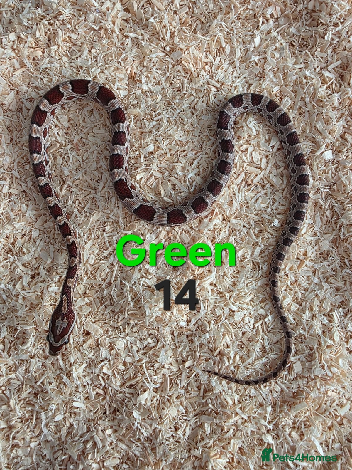 Corn Snake reptiles for sale: Various Cornsnakes avilable  - Advert 29