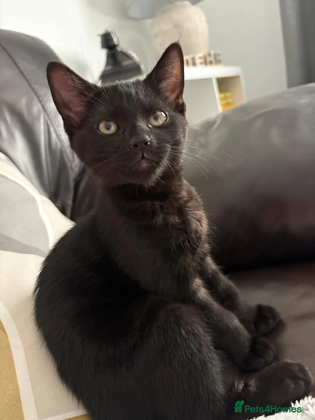 British Shorthair cats for sale: Black kitten looking for a loving home. in Crowborough - Advert 5