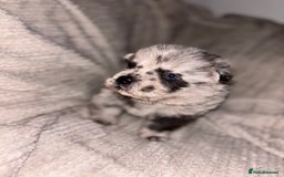 Chow Chow dogs for sale: Merle Chow Chow Pups 🐻 - Image 14