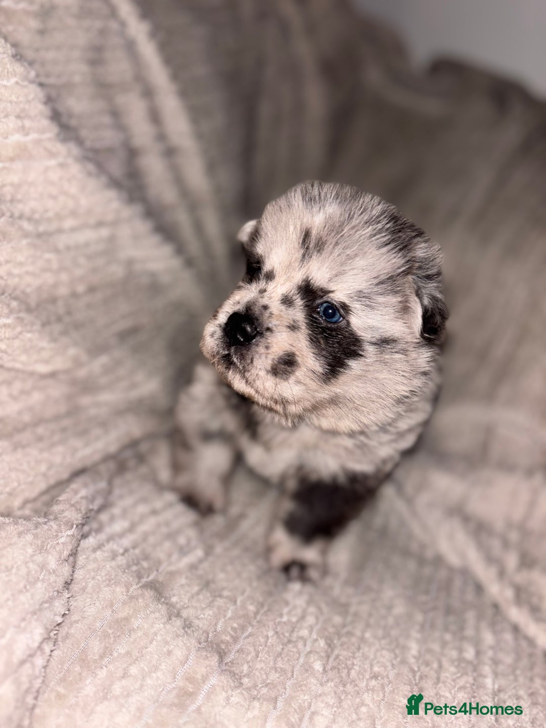 Chow Chow dogs for sale: Merle Chow Chow Pups 🐻 - Image 14