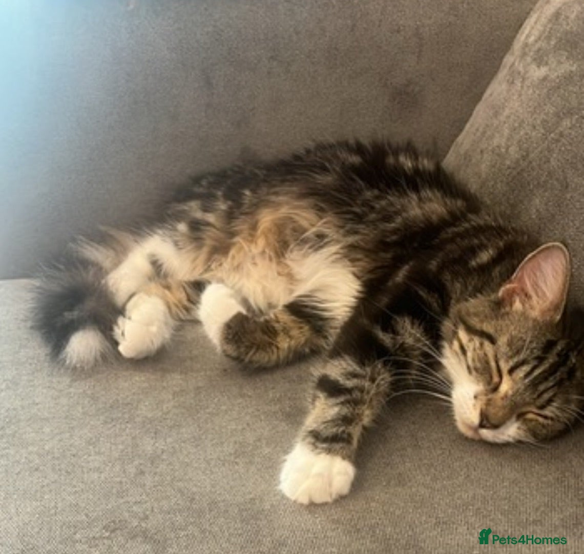 Mixed Breed cats For rehoming  - Advert 1