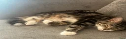 Mixed Breed cats for sale: For rehoming  - Advert 1