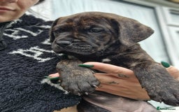 Mixed Breed dogs for sale: cane corso x mastiff pups for sale - Image 20