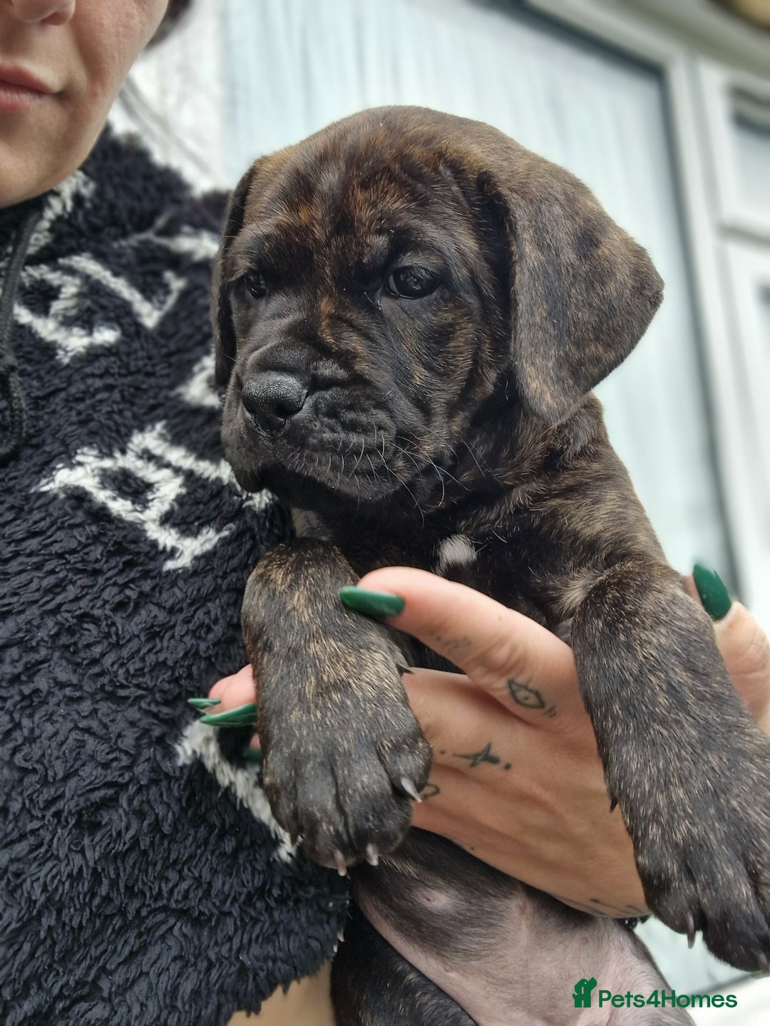 Mixed Breed dogs for sale: cane corso x mastiff pups for sale - Image 20