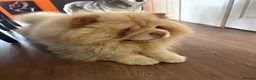 Chow Chow dogs for sale: Stunning Chocolate & Platinum pups - Advert 4
