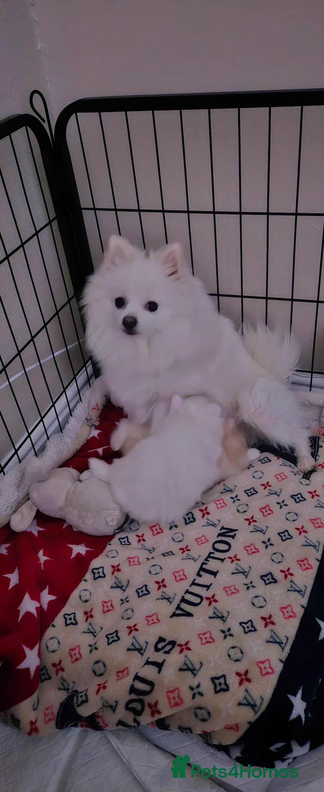 Pomeranian dogs for sale: 2 beautiful pomeranian girls - Advert 2