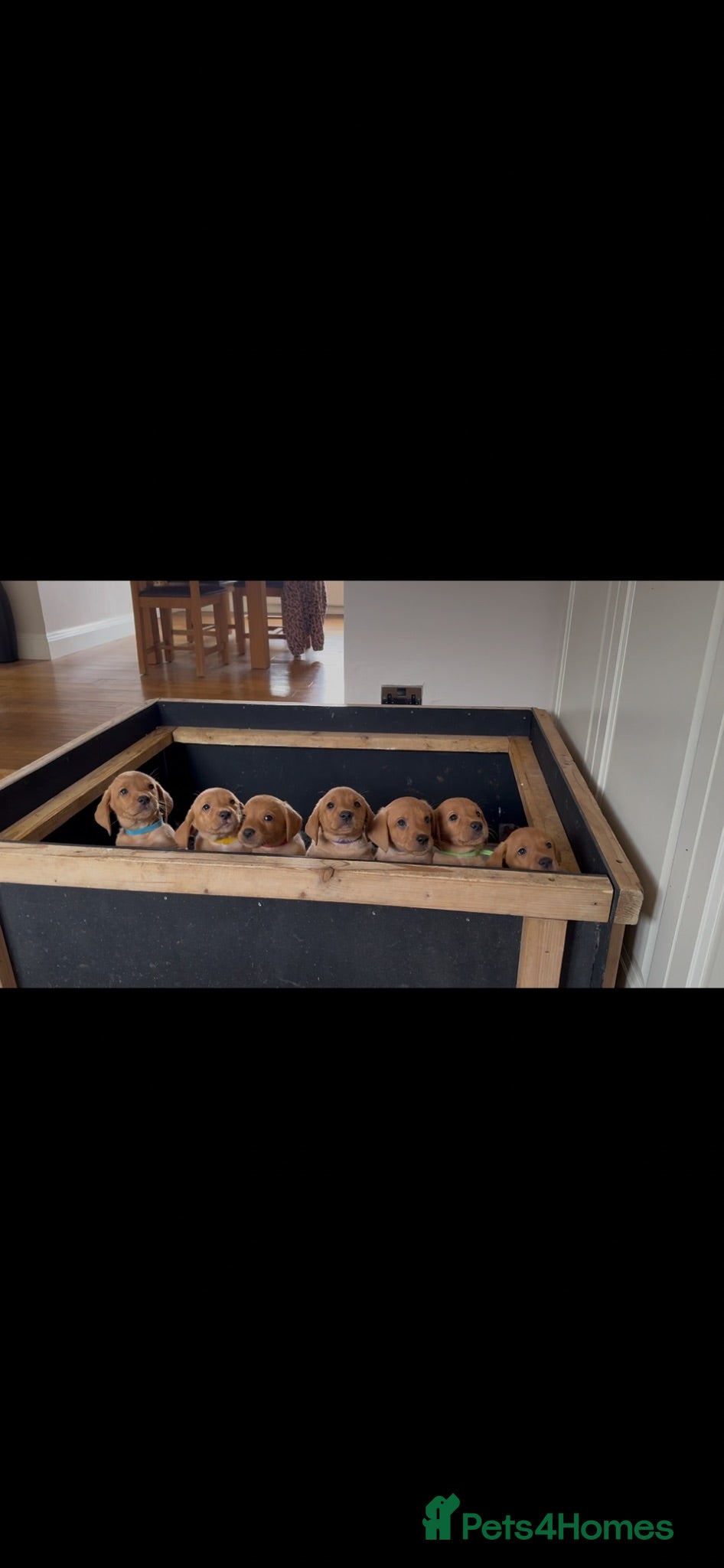 Labrador Retriever dogs Fox Red KC registered Labradors - Advert 2