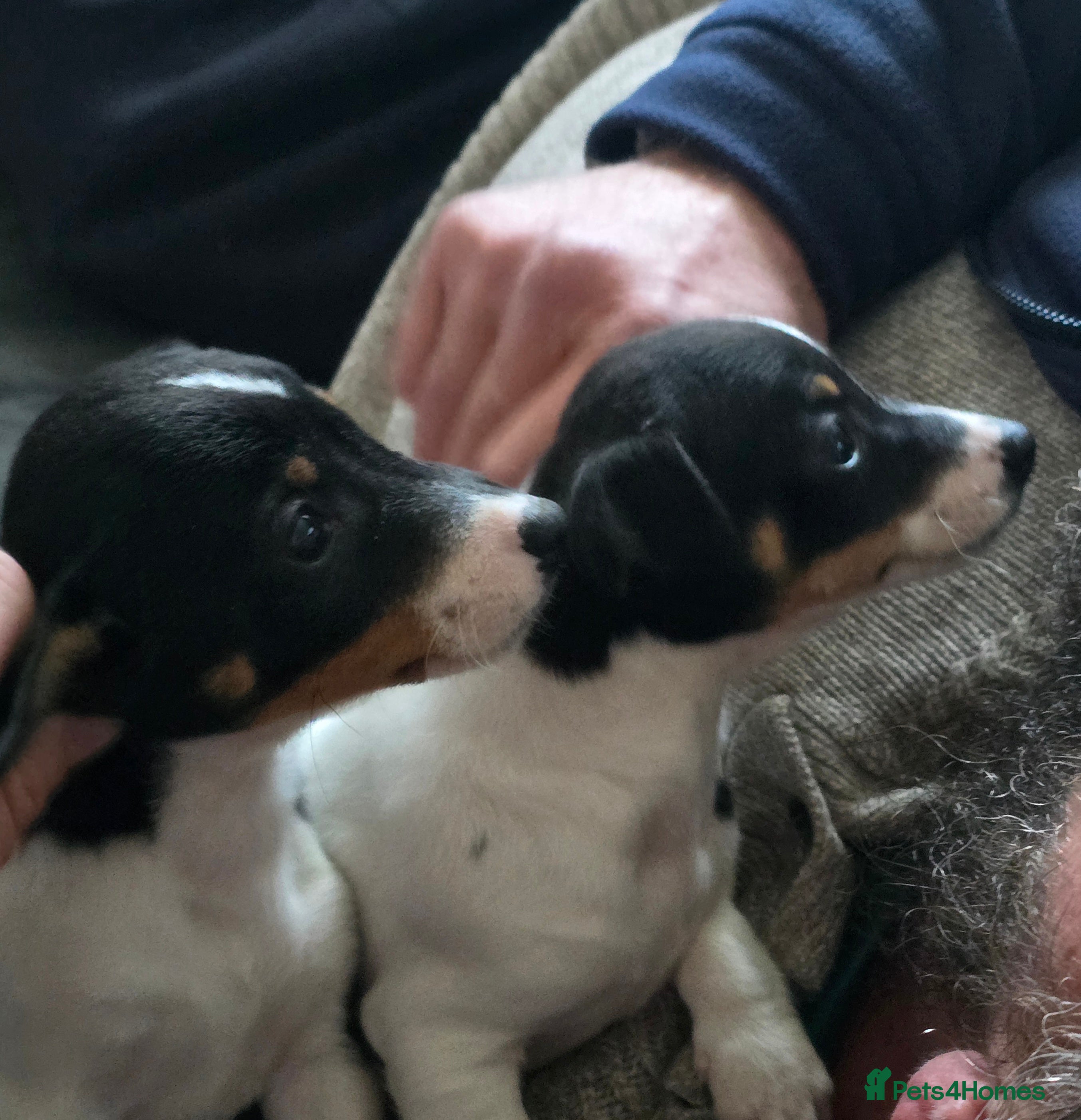 Jack Russell dogs Jack russel puppies - Advert 18