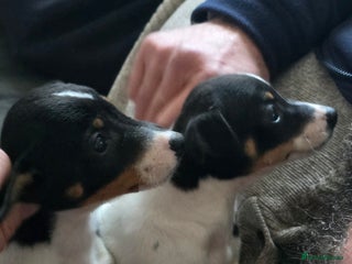 Jack Russell dogs Jack russel puppies - Advert 1