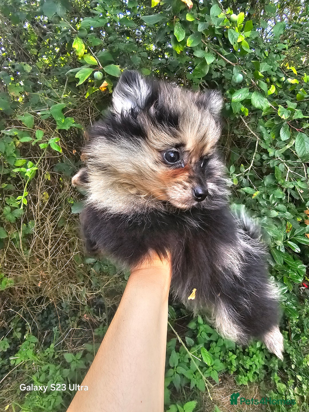 Pomeranian dogs for sale: ONLY 1 PUPPY LEFT NOW! - Image 32