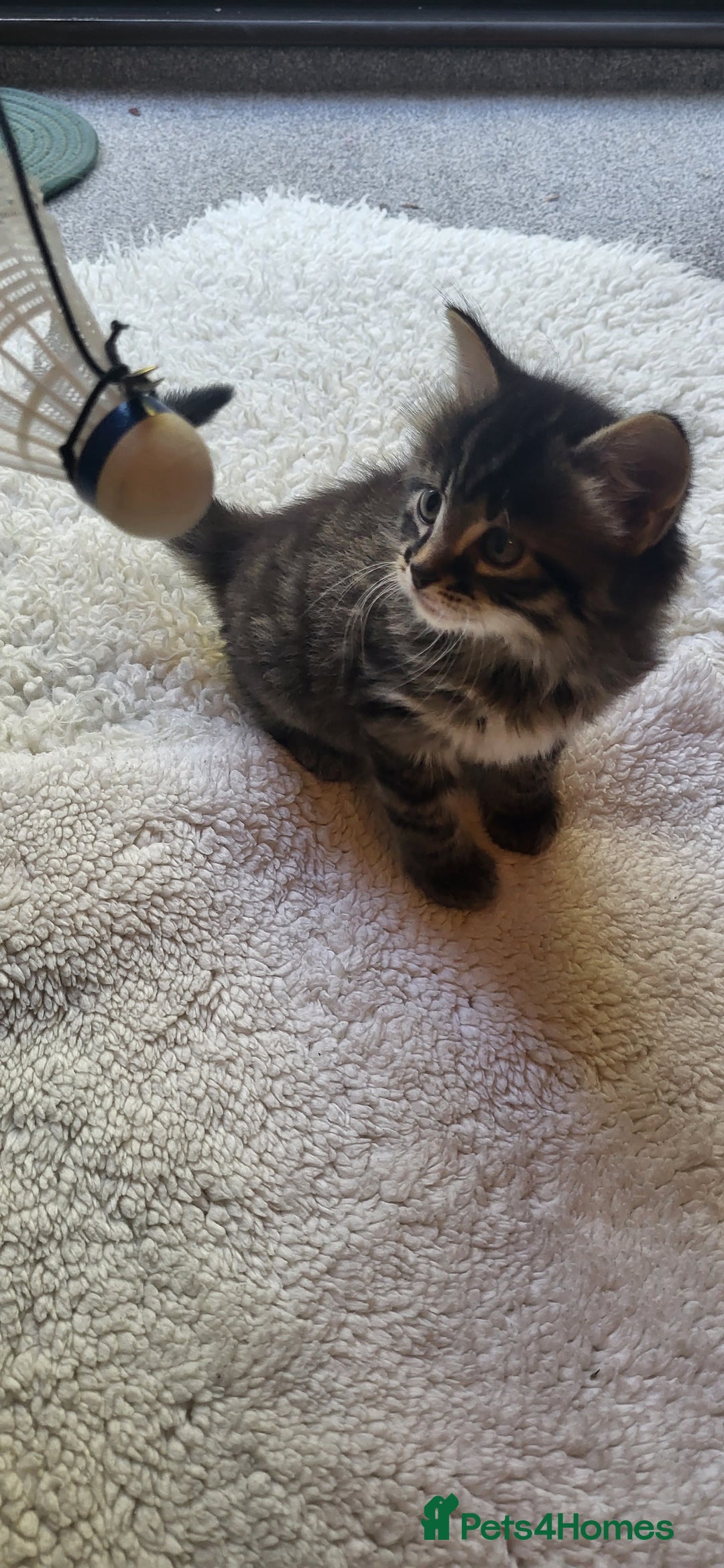 Mixed Breed cats for sale: Lovely kittens Looking for new Homes  - Image 37