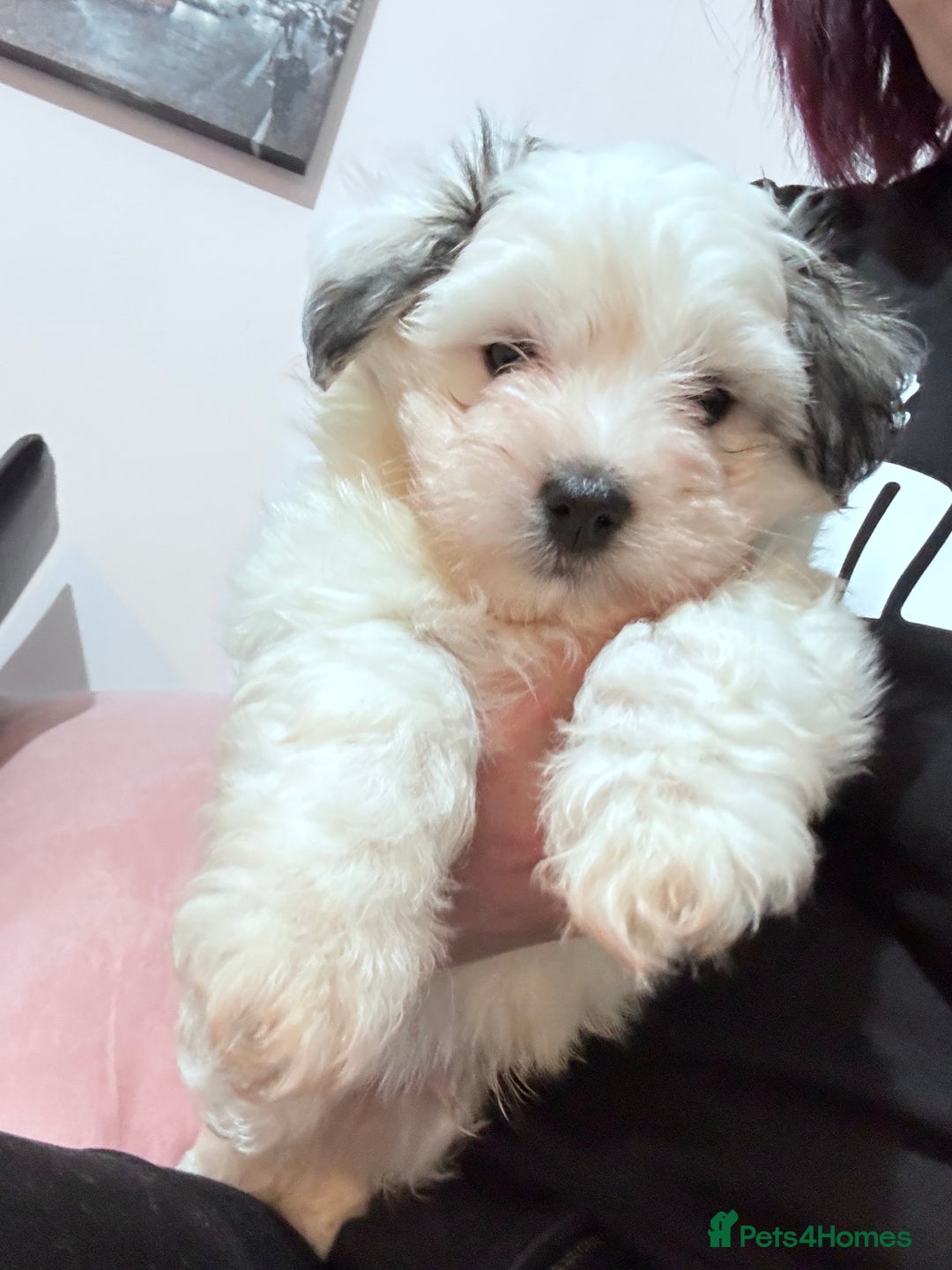 Bichon Frise dogs for sale: Adorable Puppies Ready for Their Forever Homes  - Image 22