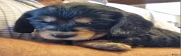Cocker Spaniel dogs for sale: Gorgeous Sable Cocker Spaniels  - Advert 4