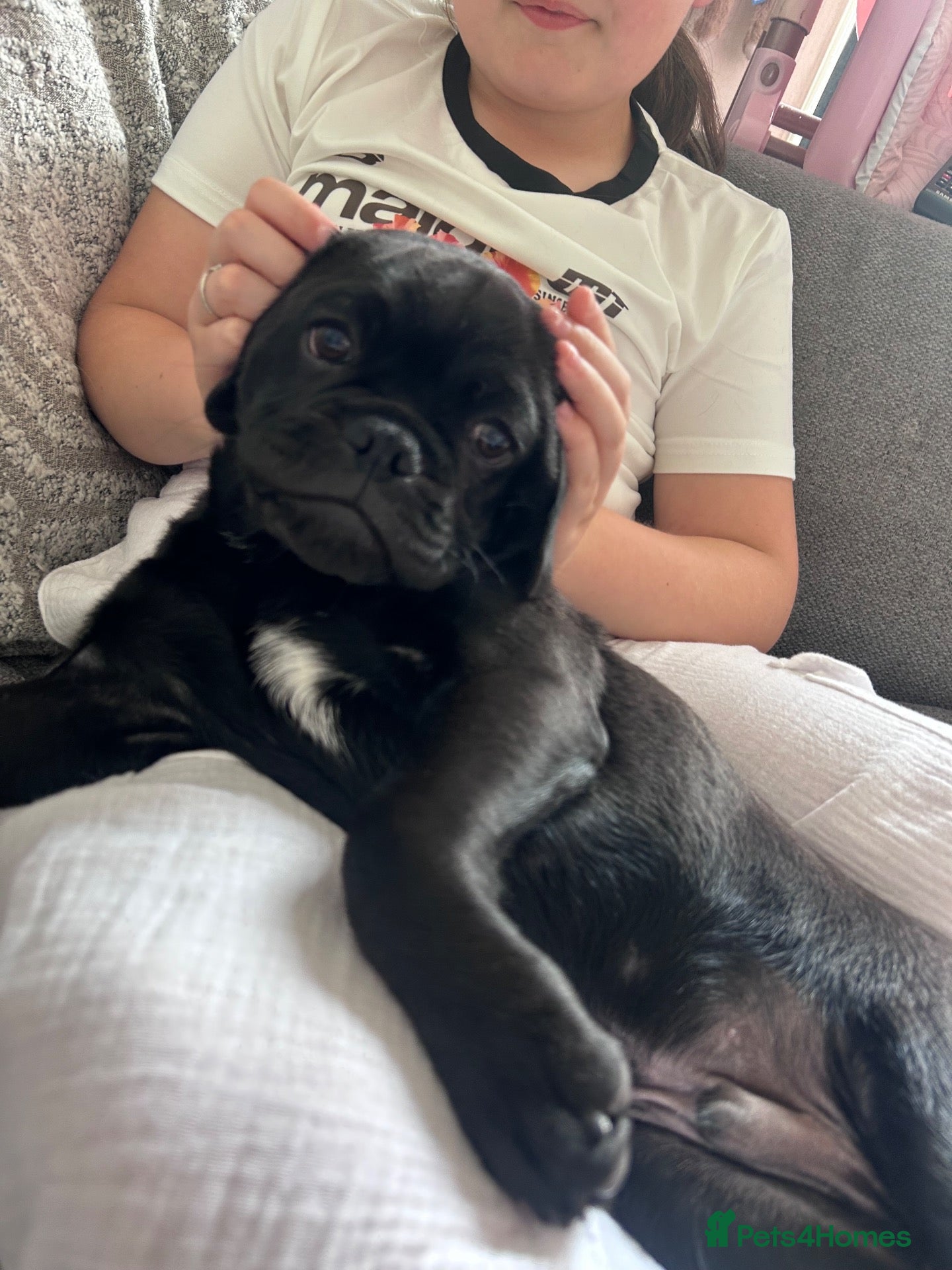 Mixed Breed dogs Loving Forever Home Wanted Our Pug x Bulldog boy - Advert 1
