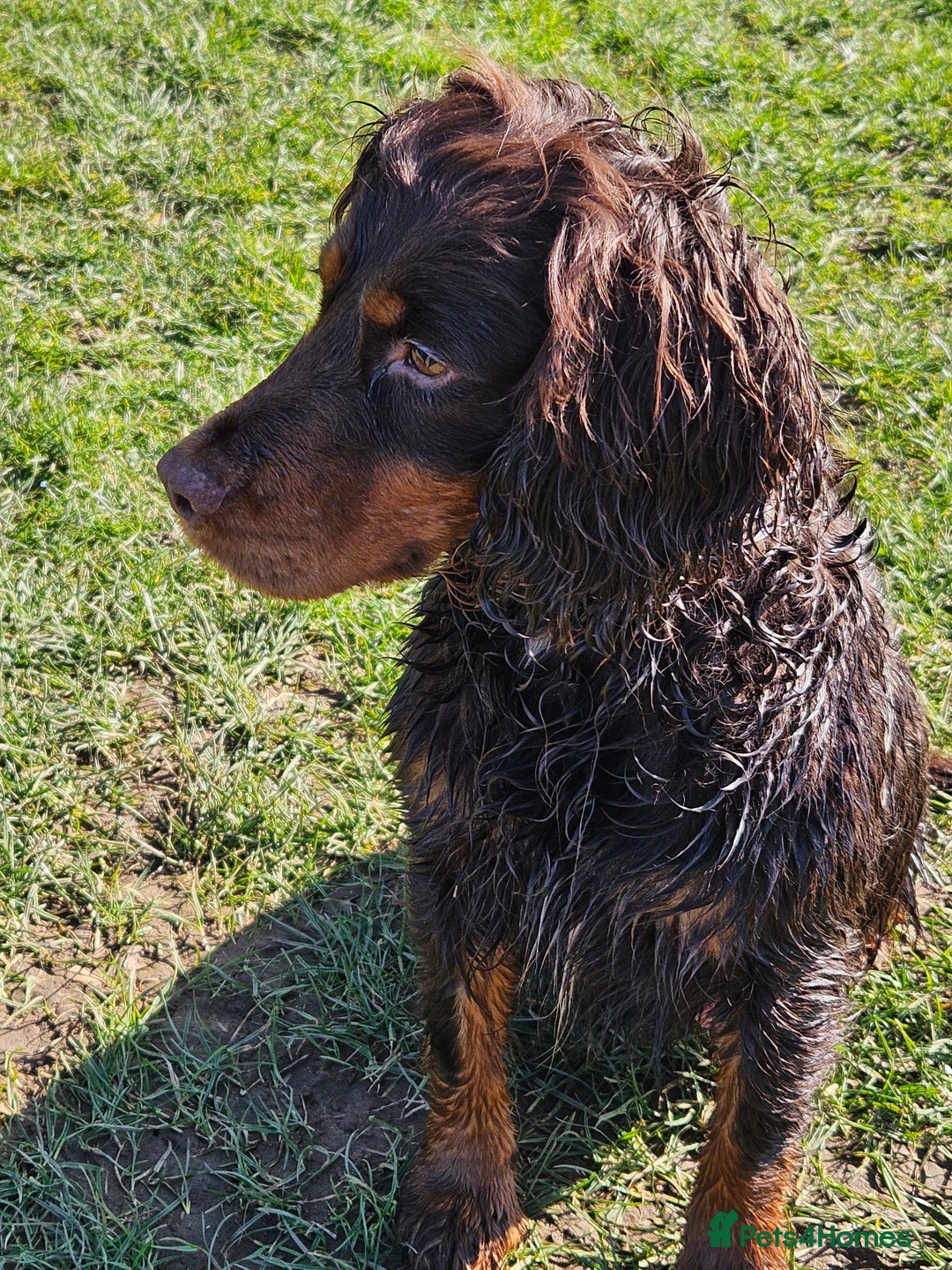 Cocker Spaniel dogs for sale: Working cockerspaniel puppy - Advert 2