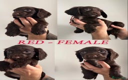 Sprocker dogs for sale: Sprocker puppies ready next week !  - Image 5