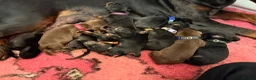 Dobermann dogs for sale: Exclusive Pedigree Dobermann Puppies.  - Advert 14