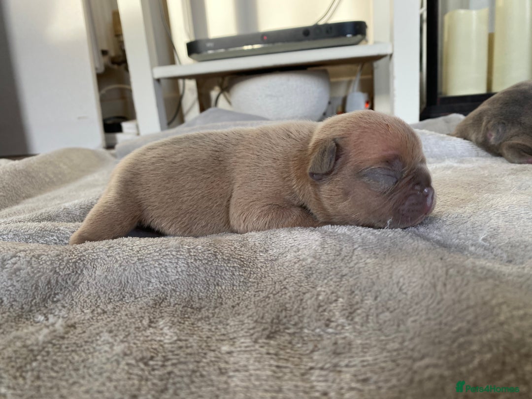 French Bulldog dogs for sale: French bulldog pups  - Image 4